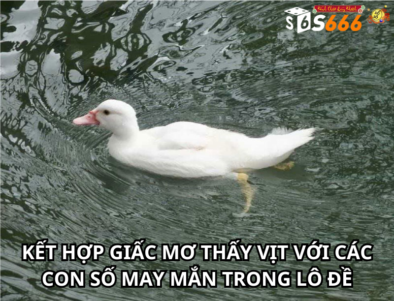 Kết hợp giấc mơ thấy vịt với các con số may mắn trong lô đề